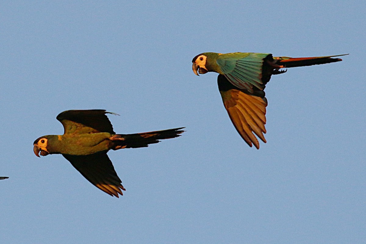 Yellow-collared Macaw - Leith Woodall