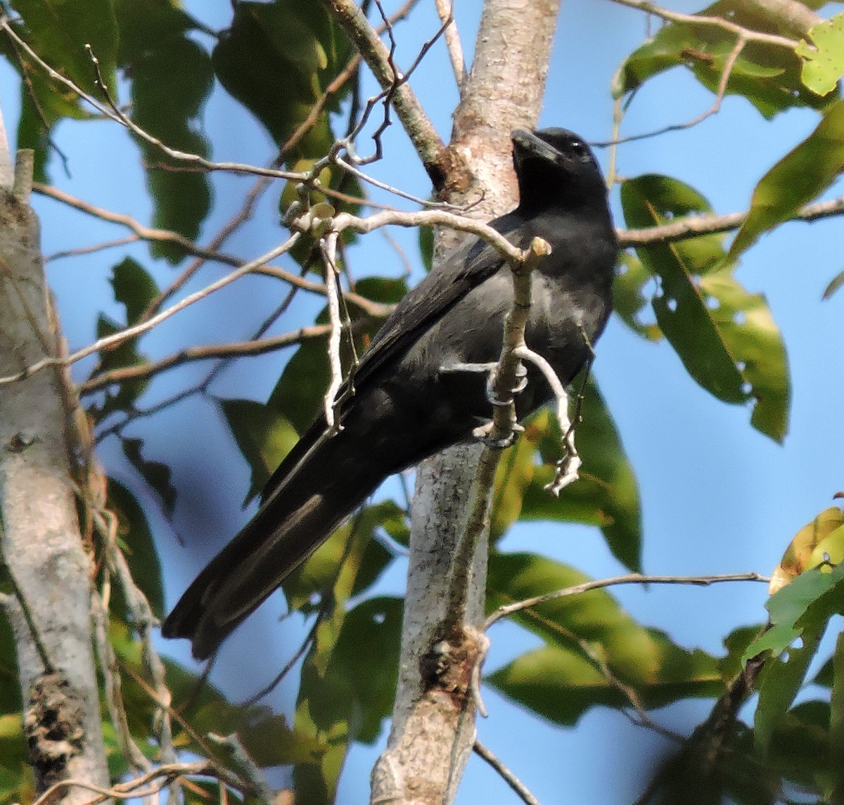 Slaty Cuckooshrike - ML716957