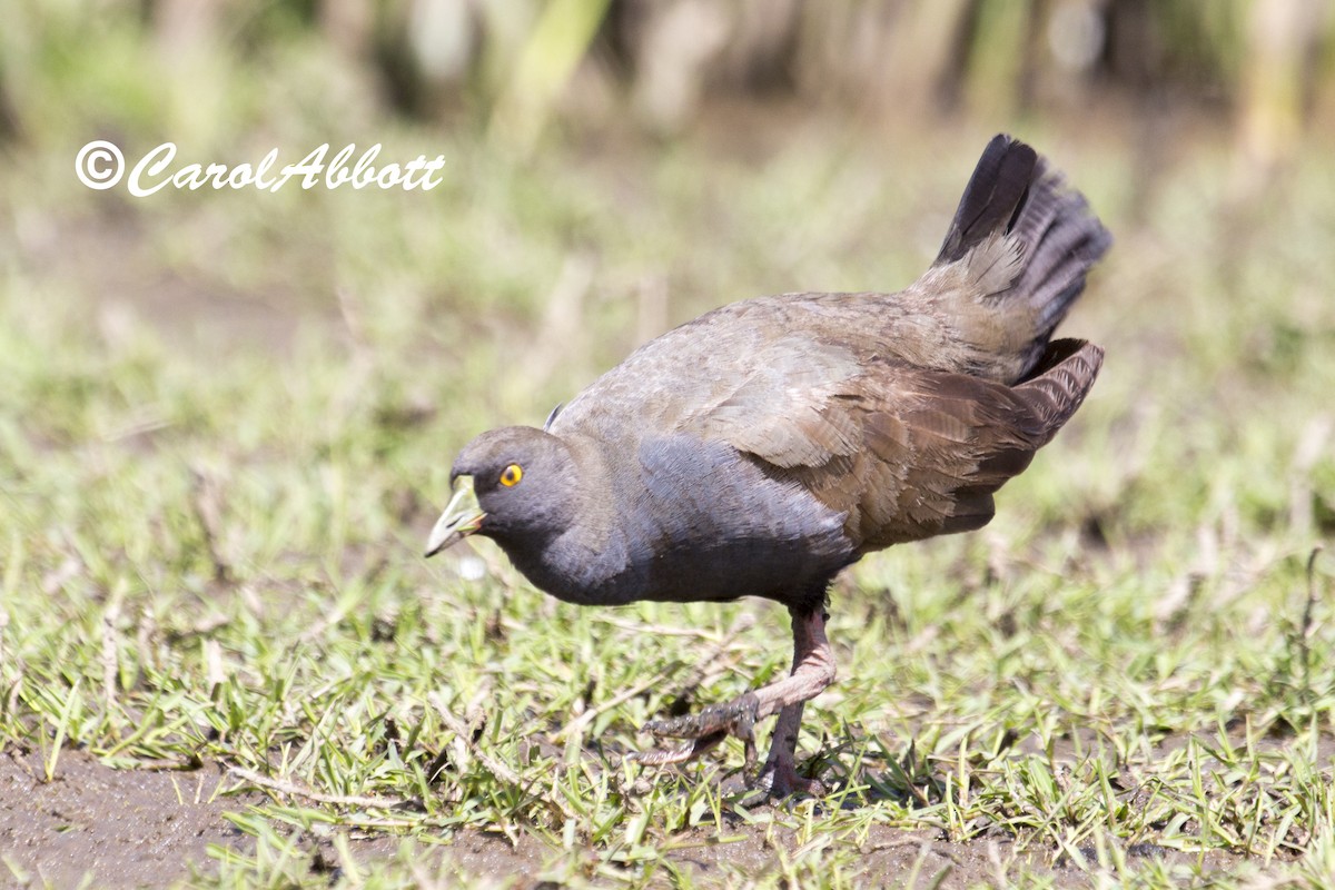 Gallinule aborigène - ML71696711