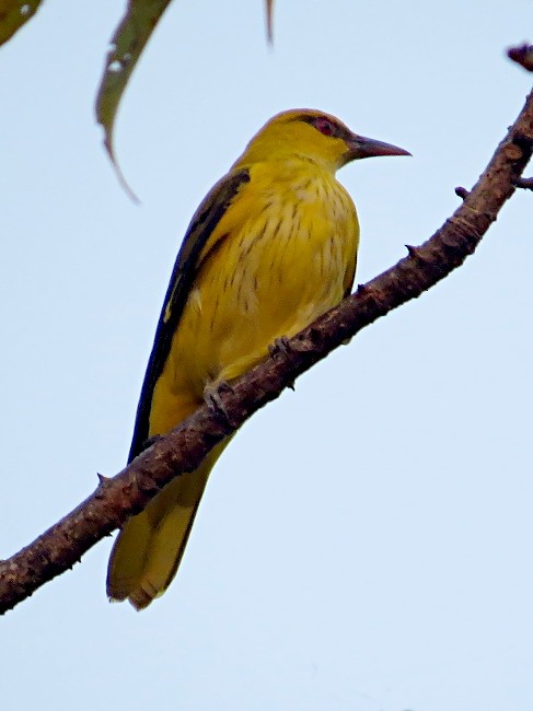 Indian Golden Oriole - ML71697381