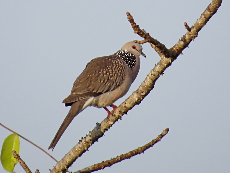 Spotted Dove - ML71697391