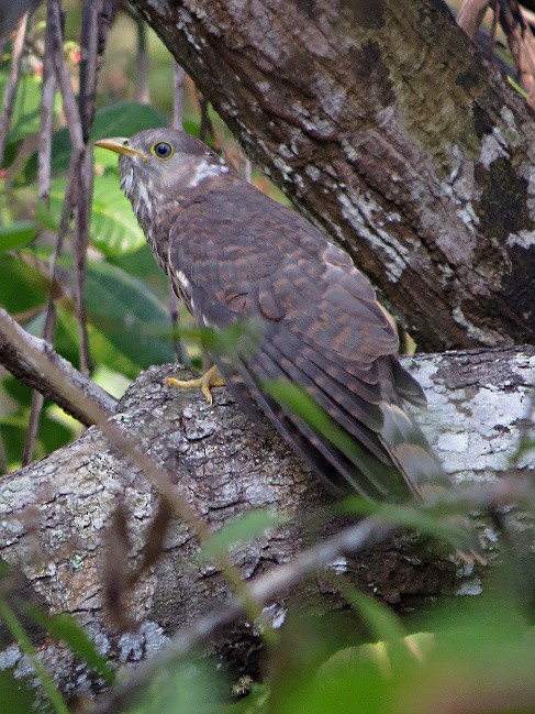 Common Hawk-Cuckoo - ML71697421
