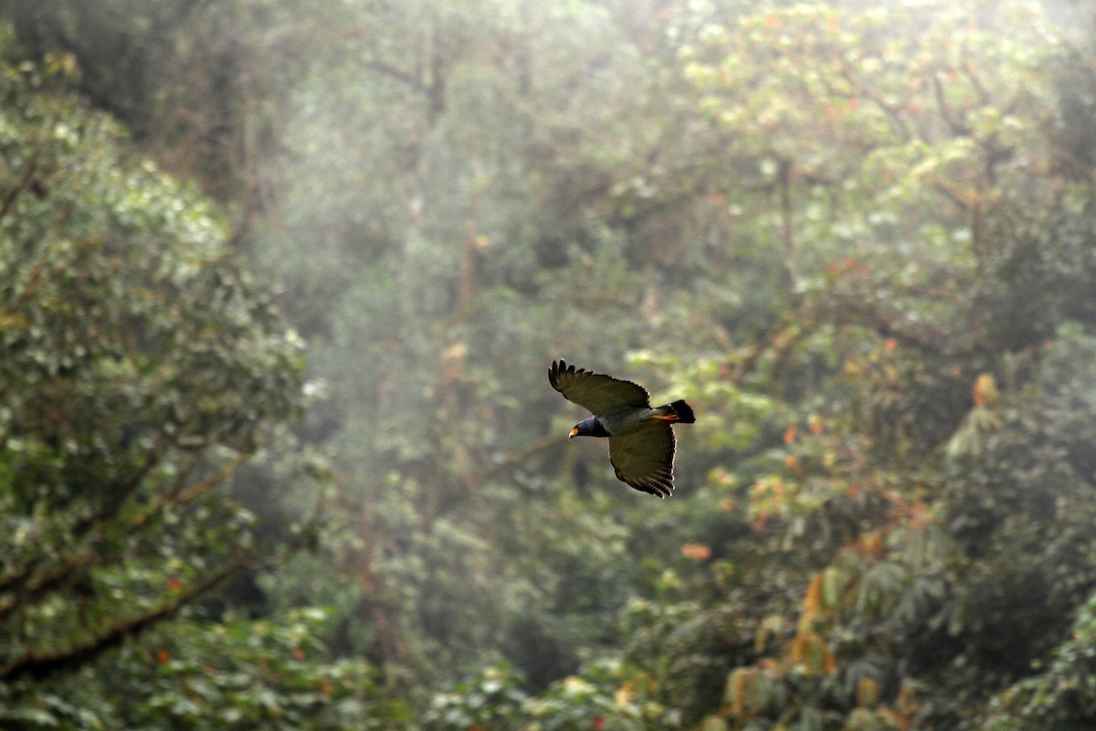 Barred Hawk - ML716976