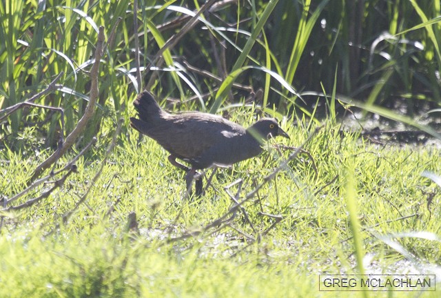 Black-tailed Nativehen - ML71698571