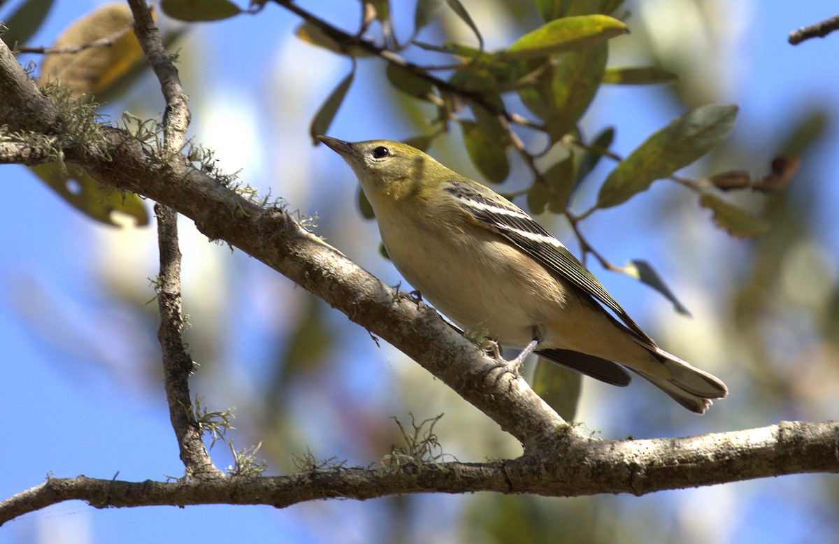 Bay-breasted Warbler - Curtis Marantz