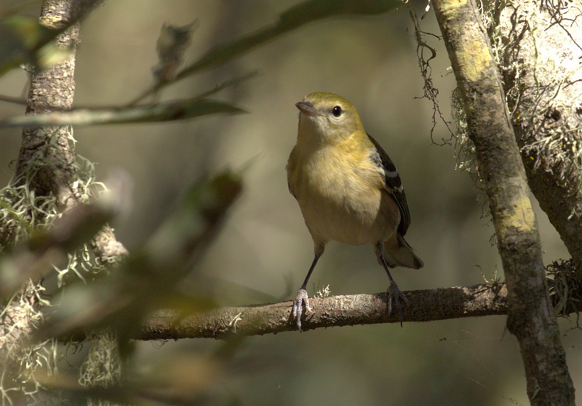 Bay-breasted Warbler - ML71698751