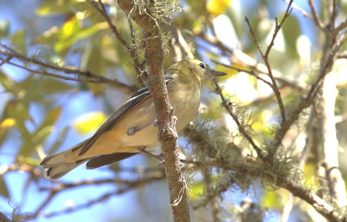 Bay-breasted Warbler - ML71698761