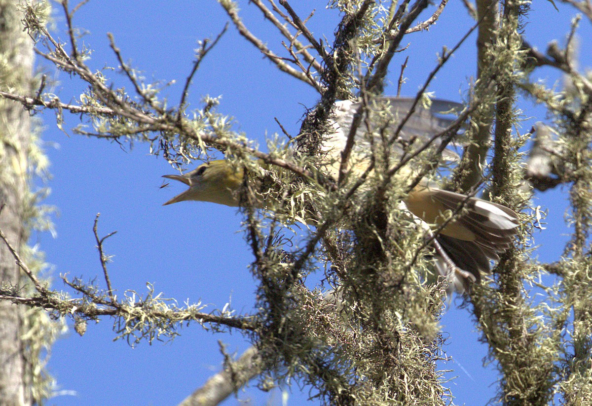 Bay-breasted Warbler - ML71698781