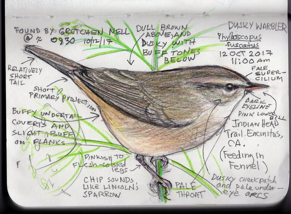 Dusky Warbler - ML71699081