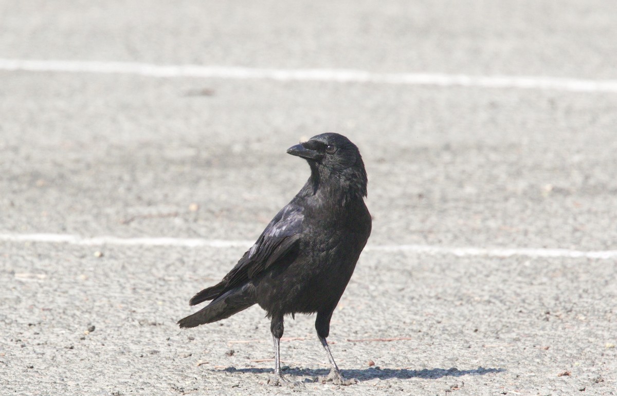 American Crow - ML71699741