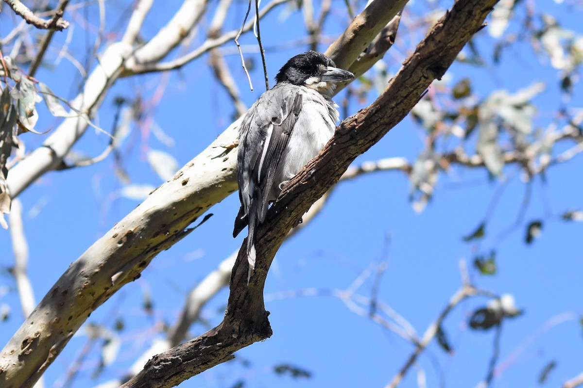 Gray Butcherbird - ML71700711