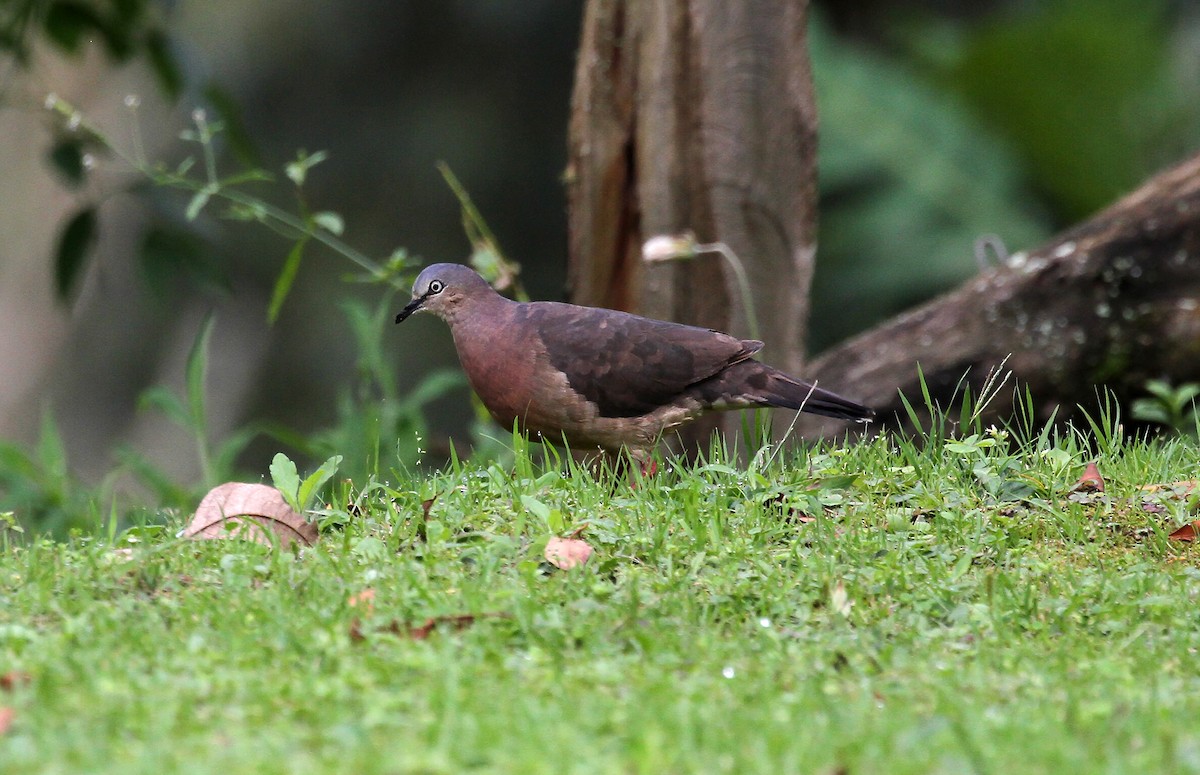 Tolima Dove - ML717010