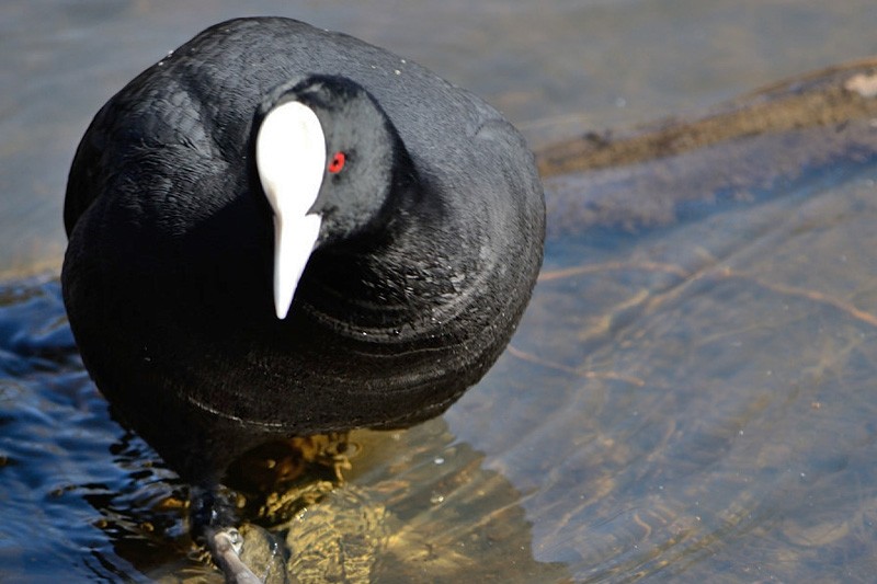 Eurasian Coot - Anthony Katon