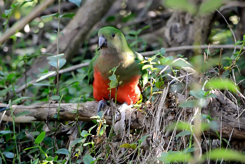 Australian King-Parrot - ML71702711