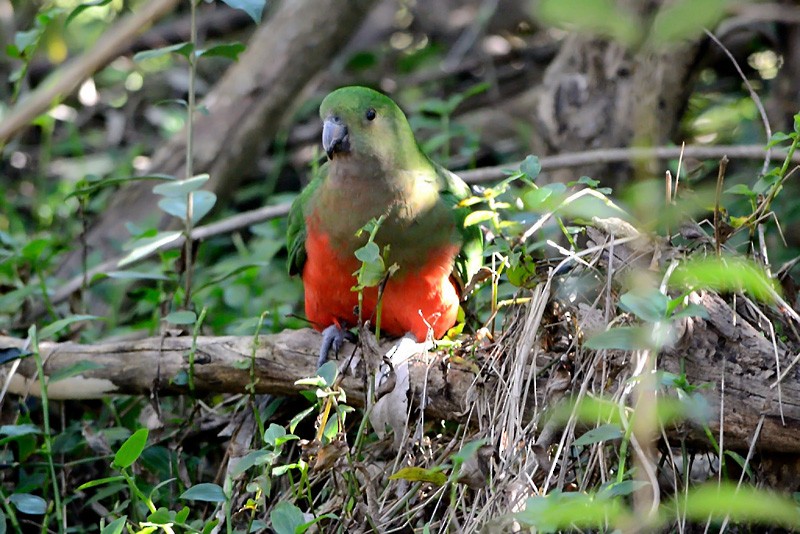 キンショウジョウインコ - ML71702711