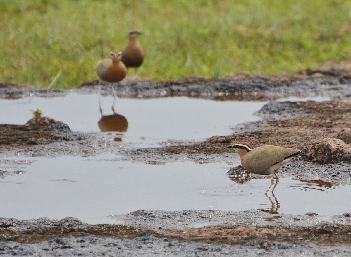 Indian Courser - Avinash Rao