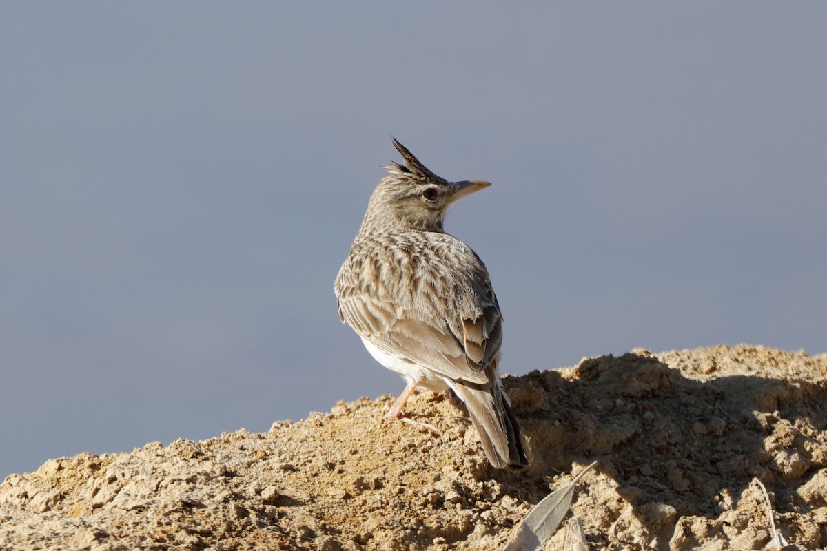 Crested Lark (Crested) - ML717030