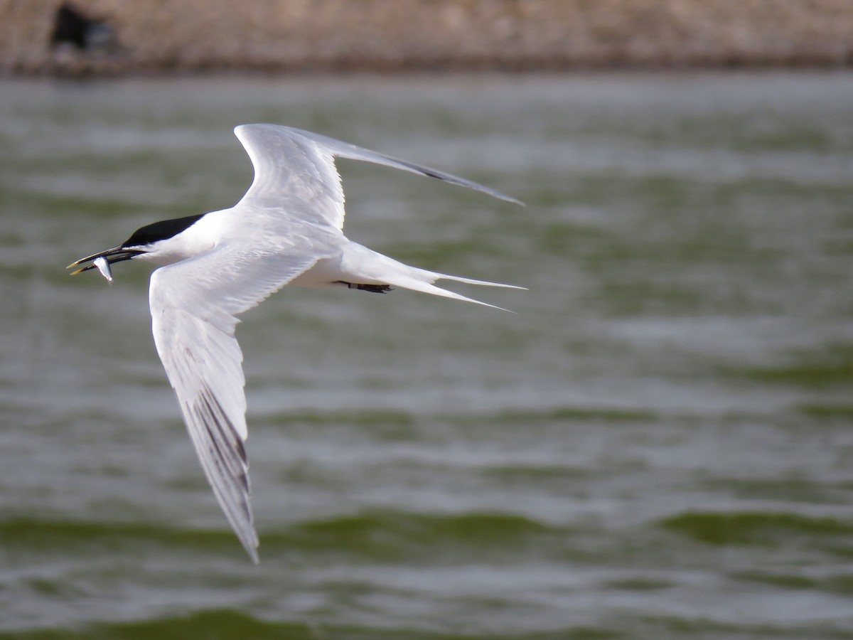 Sandwich Tern (Eurasian) - ML717032