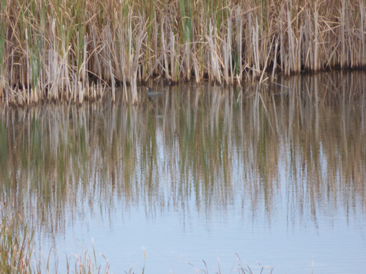 American Coot - ML71703221