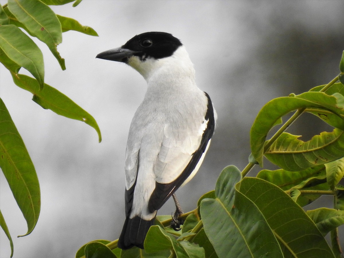 Black-crowned Tityra - ML71703311