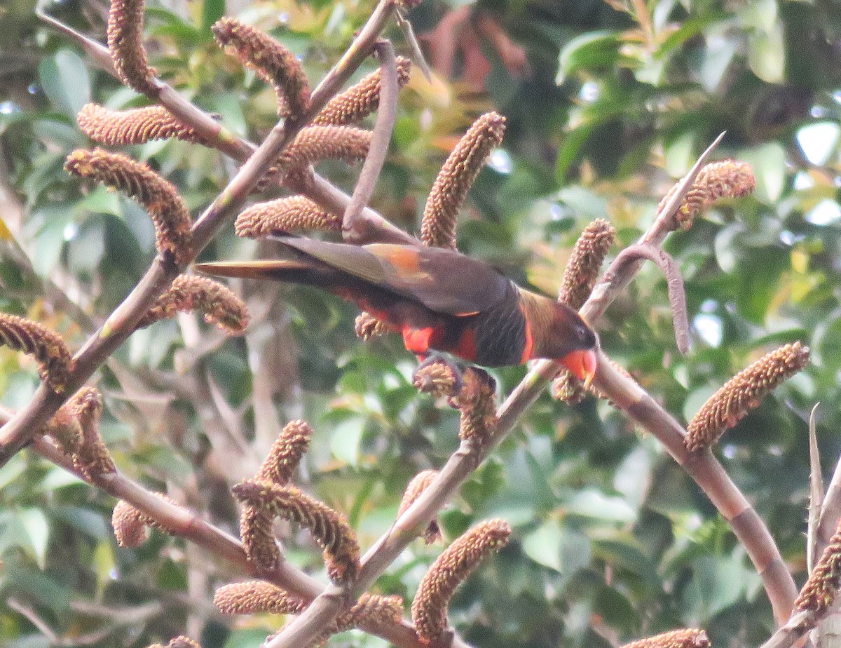 Dusky Lory - ML71704101