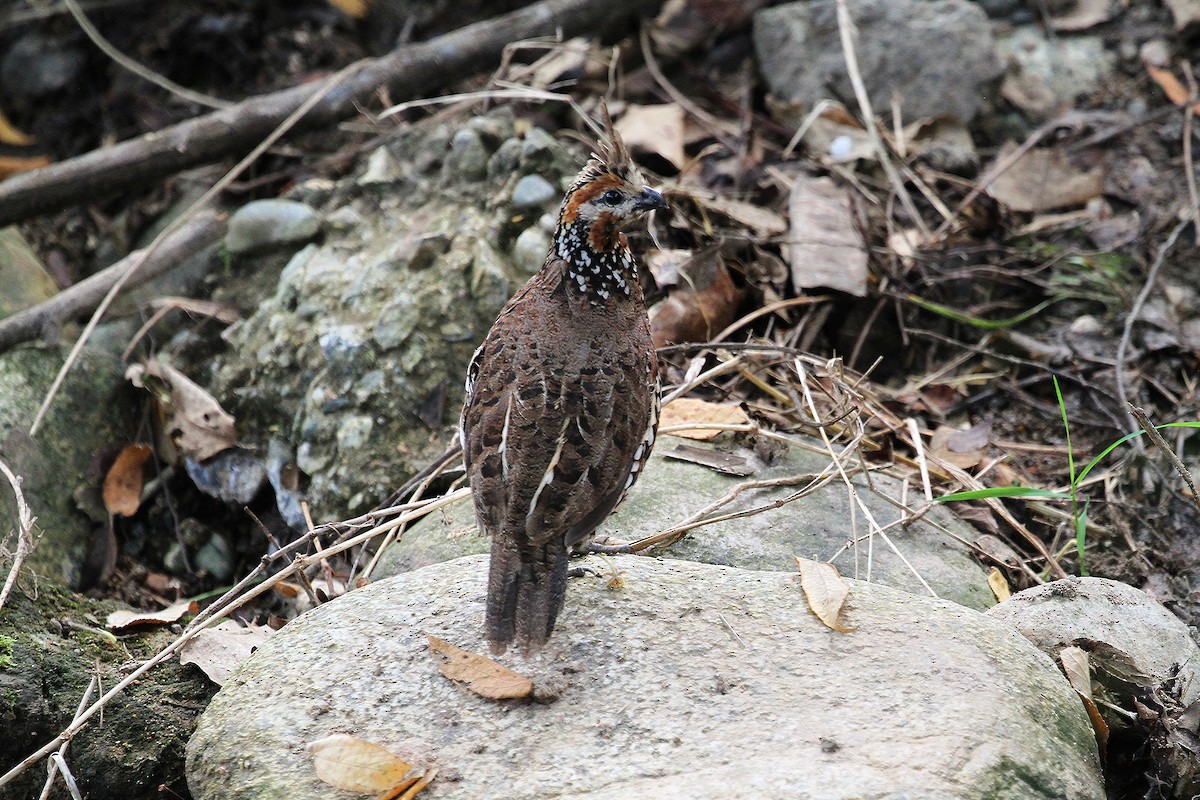 Crested Bobwhite (Crested) - ML717049