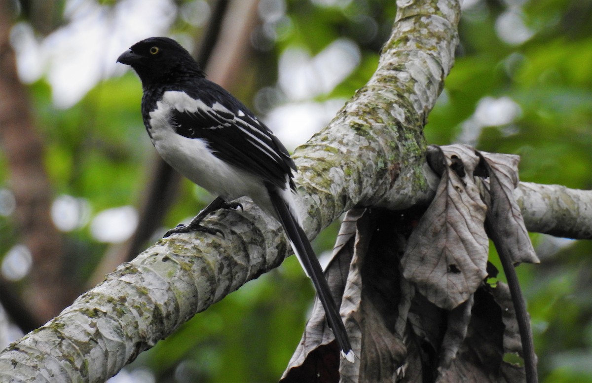 Magpie Tanager - ML71705121