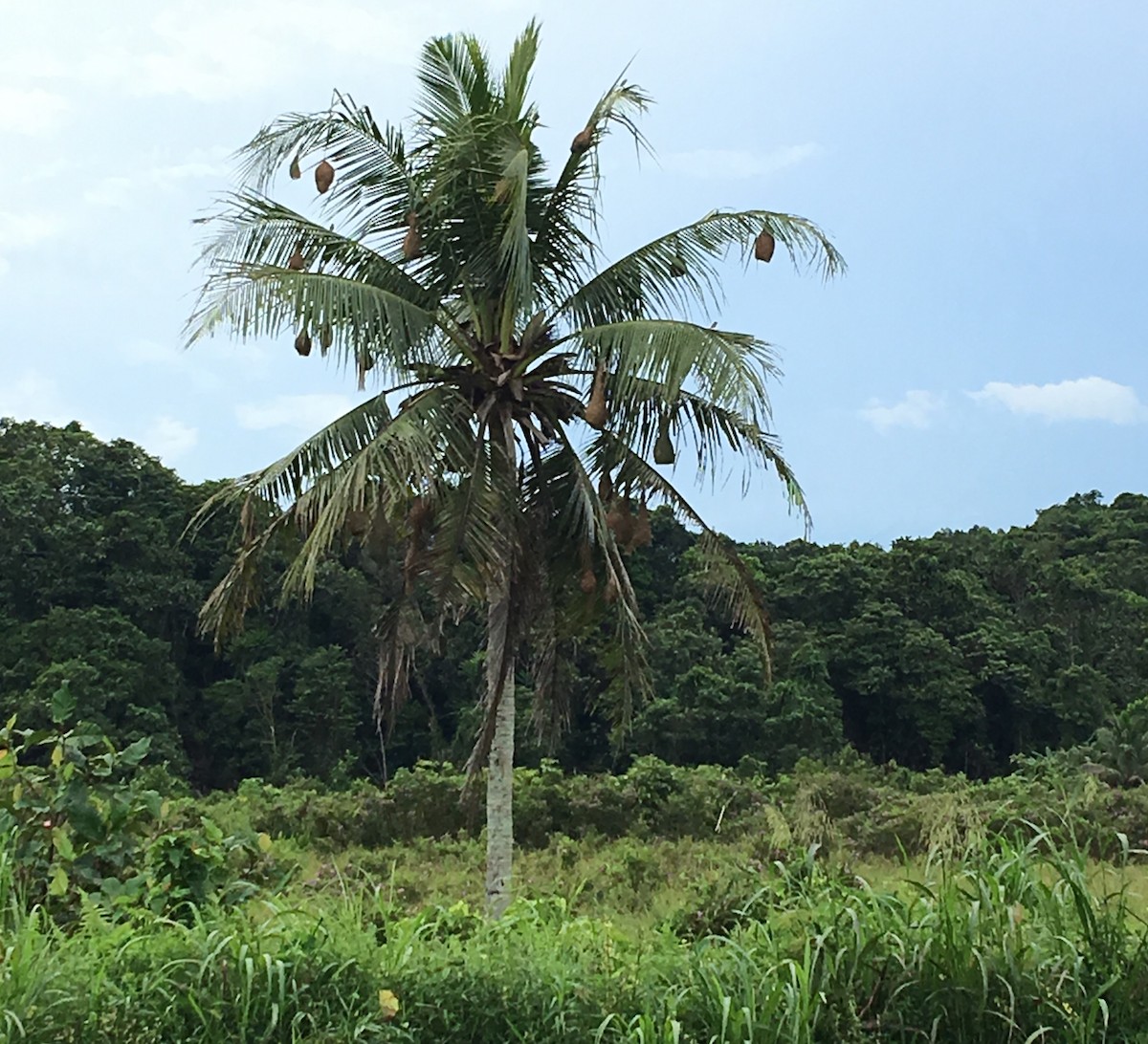 Baya Weaver - ML71705981