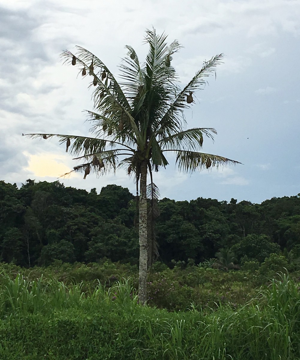 Baya Weaver - ML71706001