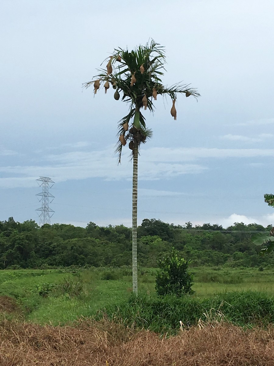 Baya Weaver - ML71706011