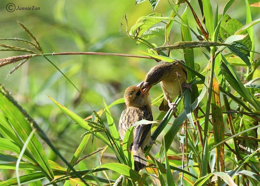 Baya Weaver - ML71706021