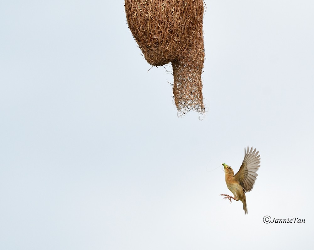 Baya Weaver - ML71706031