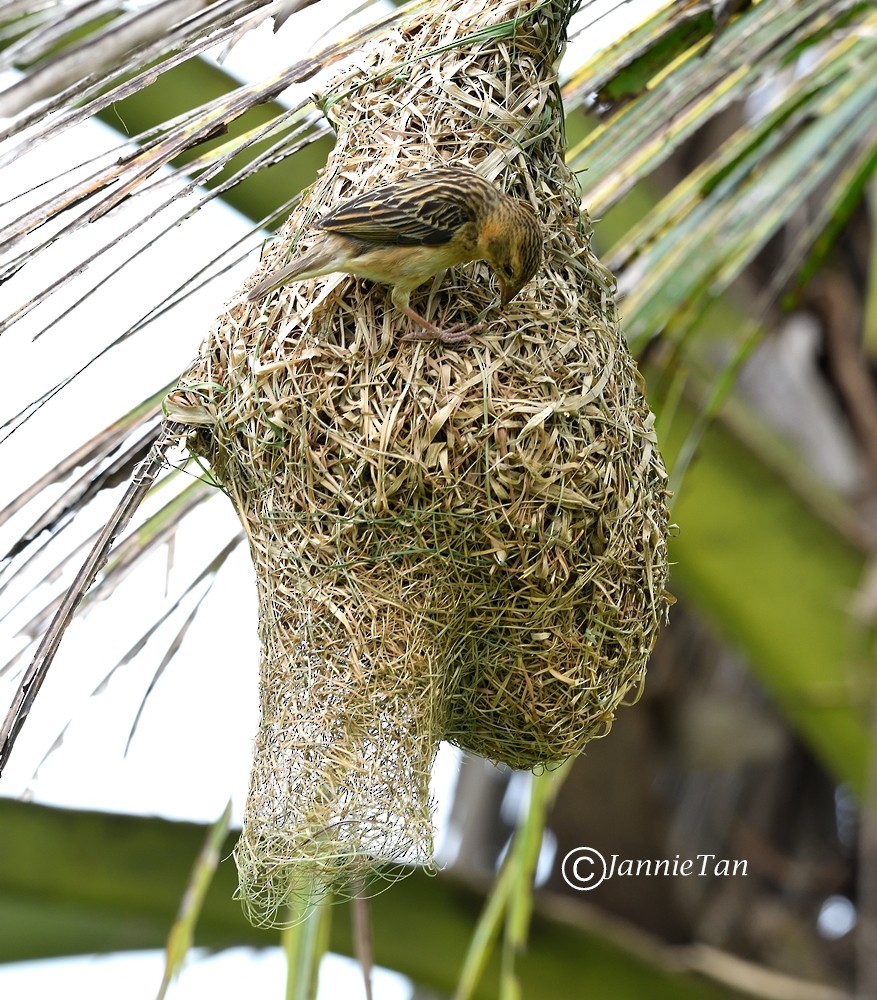 Baya Weaver - Jannie Tan