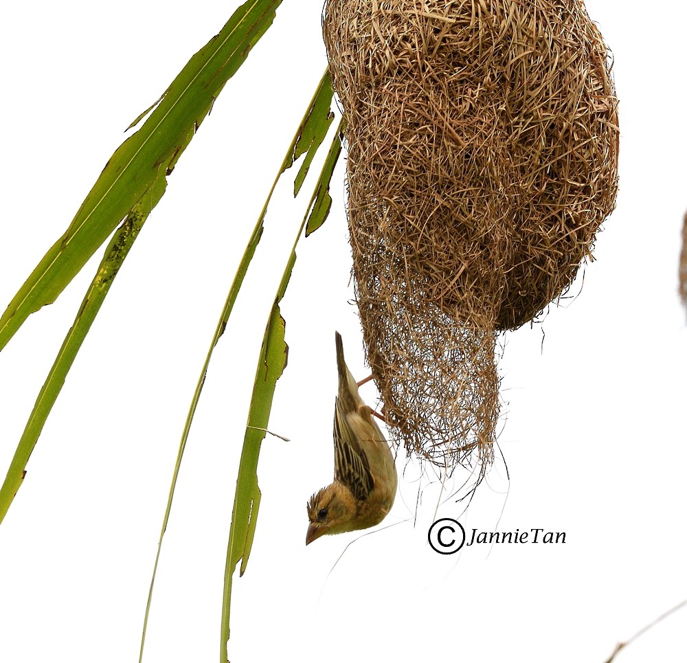 Baya Weaver - ML71706051