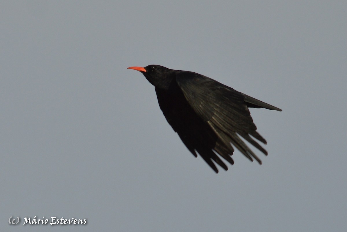 Red-billed Chough - ML71706061