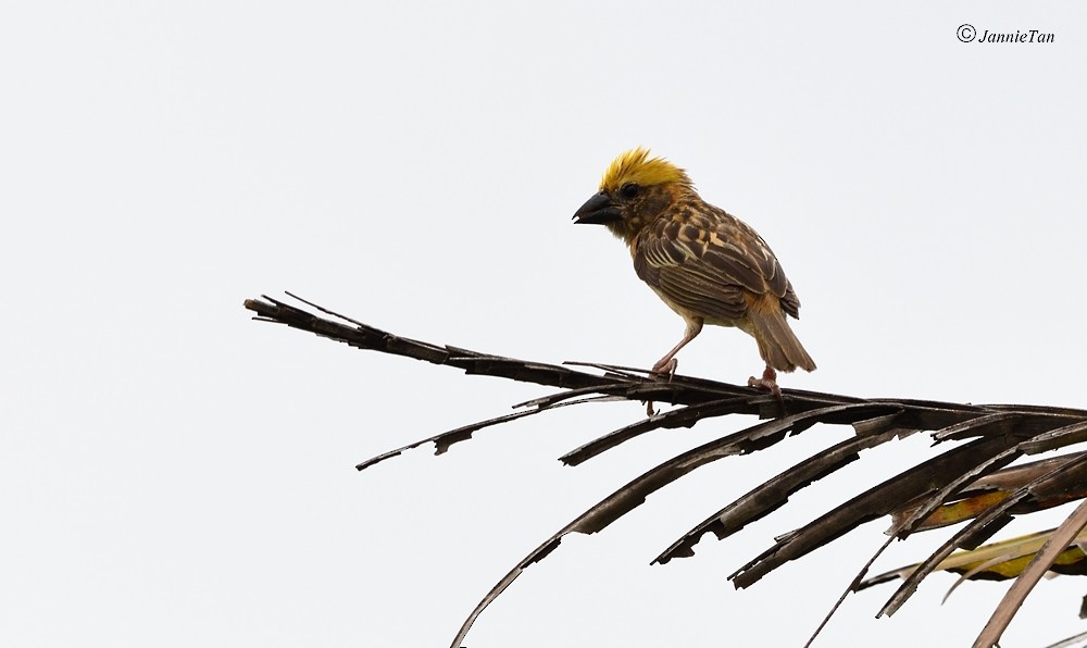 Baya Weaver - ML71706071
