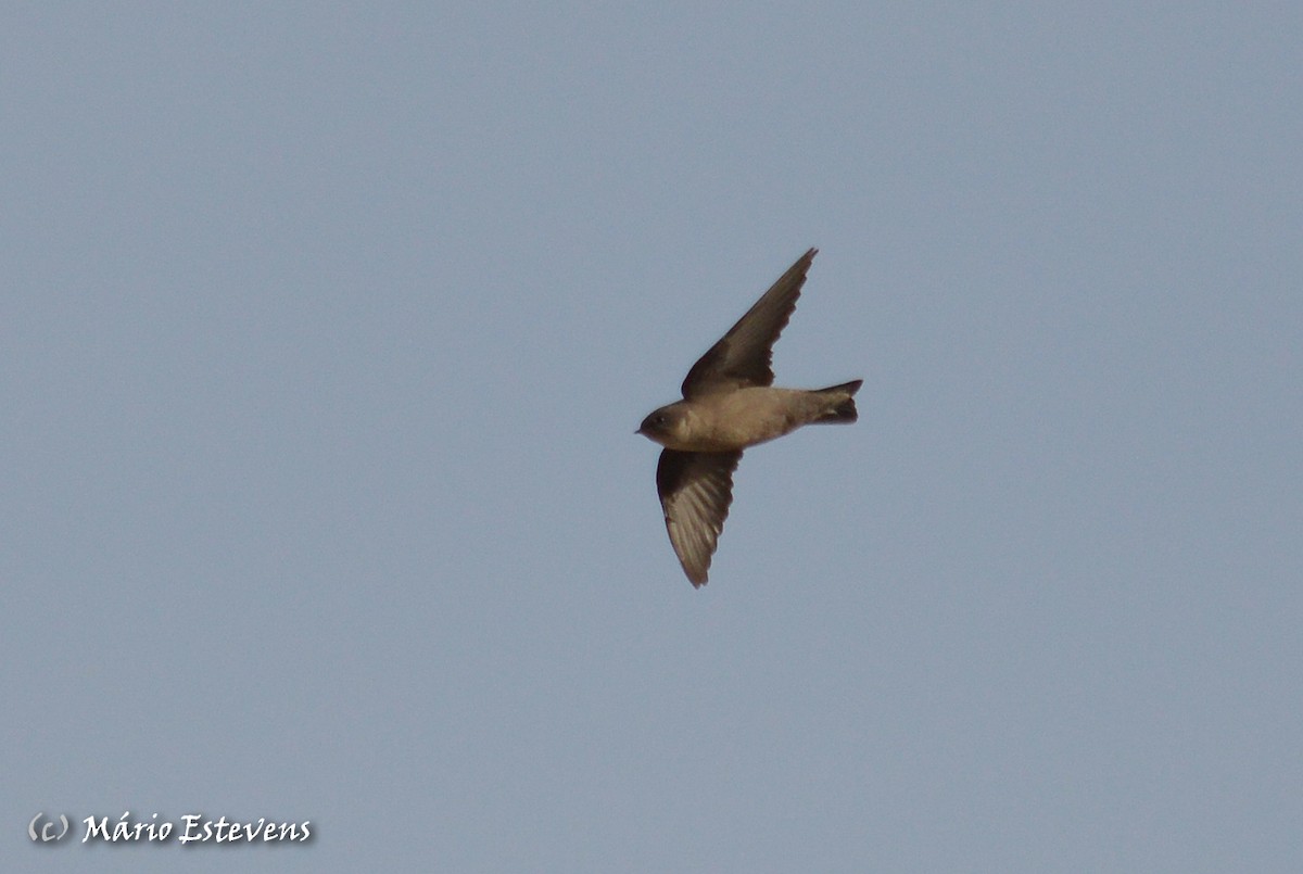 Eurasian Crag-Martin - ML71706111