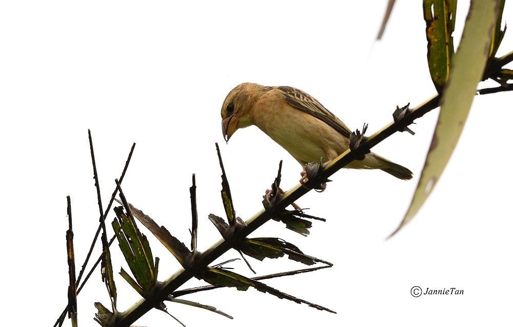 Baya Weaver - ML71706151