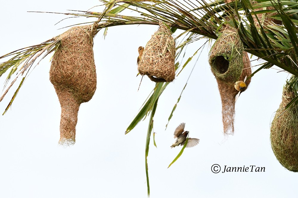 Baya Weaver - ML71706161