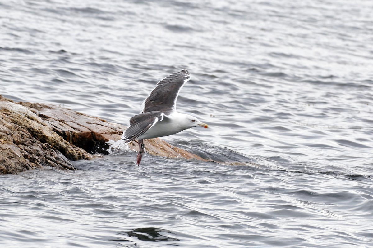 Great Black-backed Gull - Dick Dionne