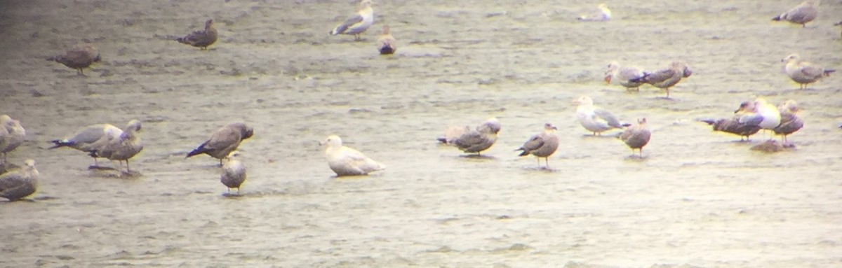 Glaucous Gull - Paul Senner