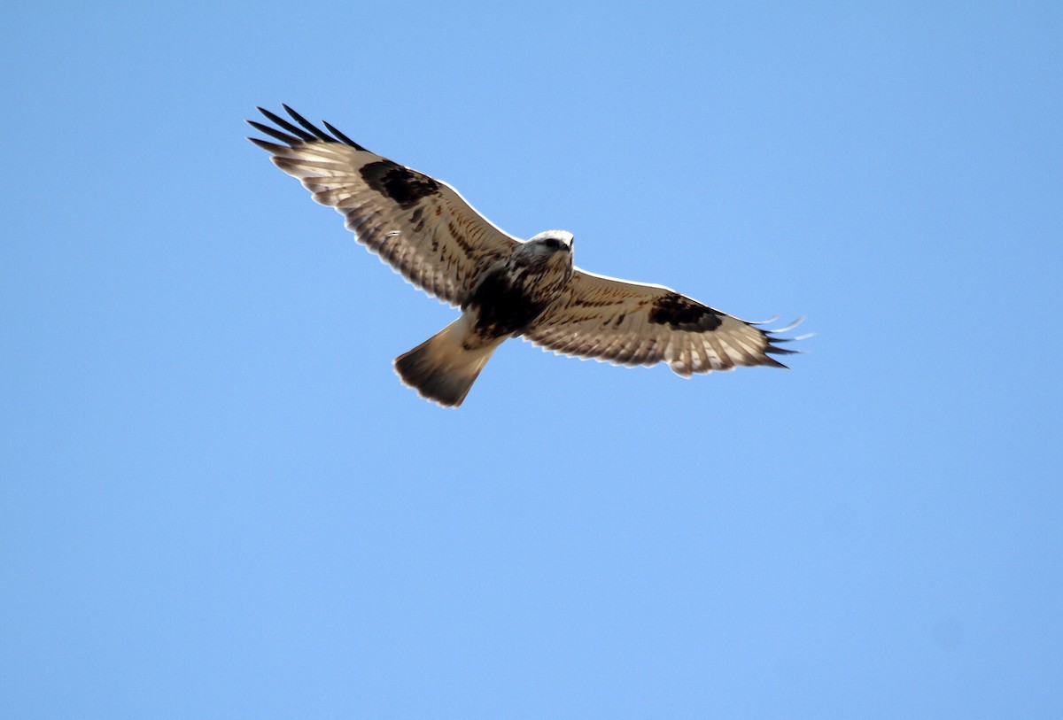 Rough-legged Hawk - Eduardo Soler