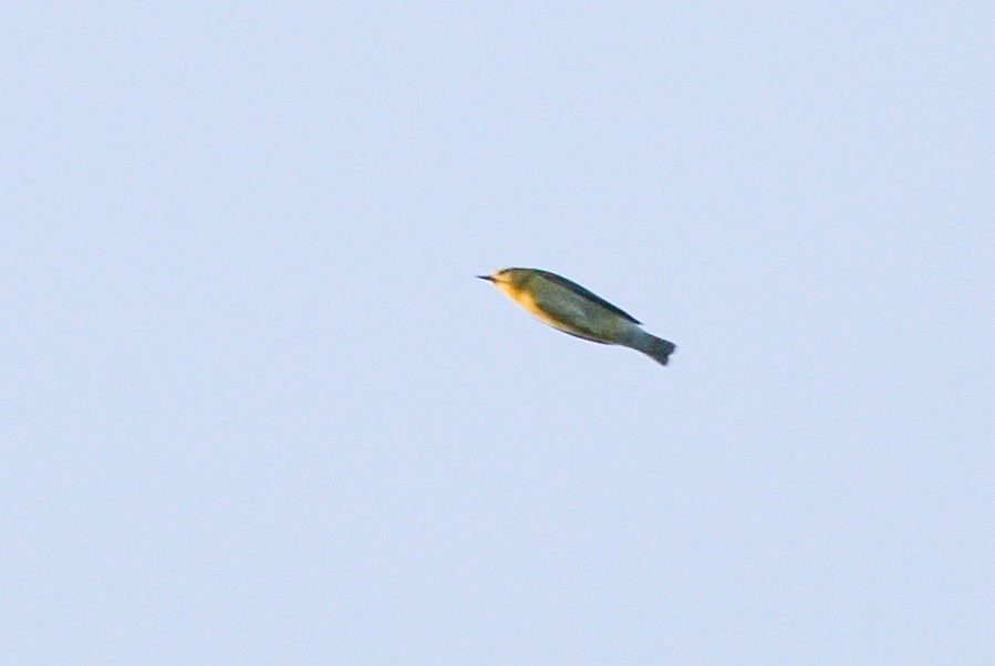 Prothonotary Warbler - Daniel Irons