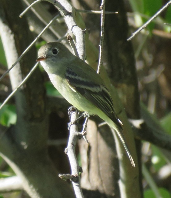 Hammond's Flycatcher - ML71708161