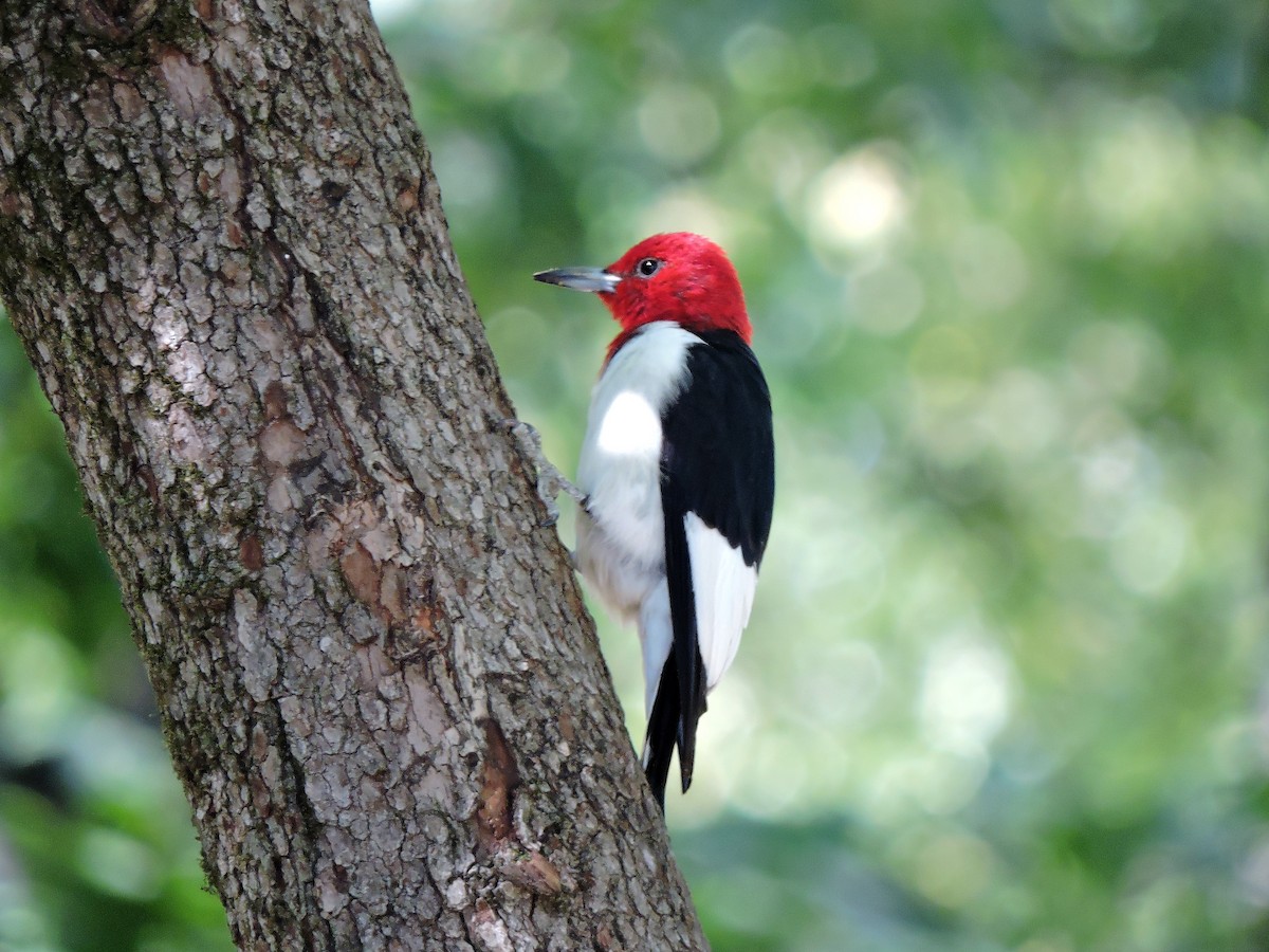 Red-headed Woodpecker - S. K.  Jones