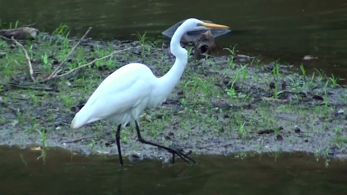 Great Egret - ML71709321