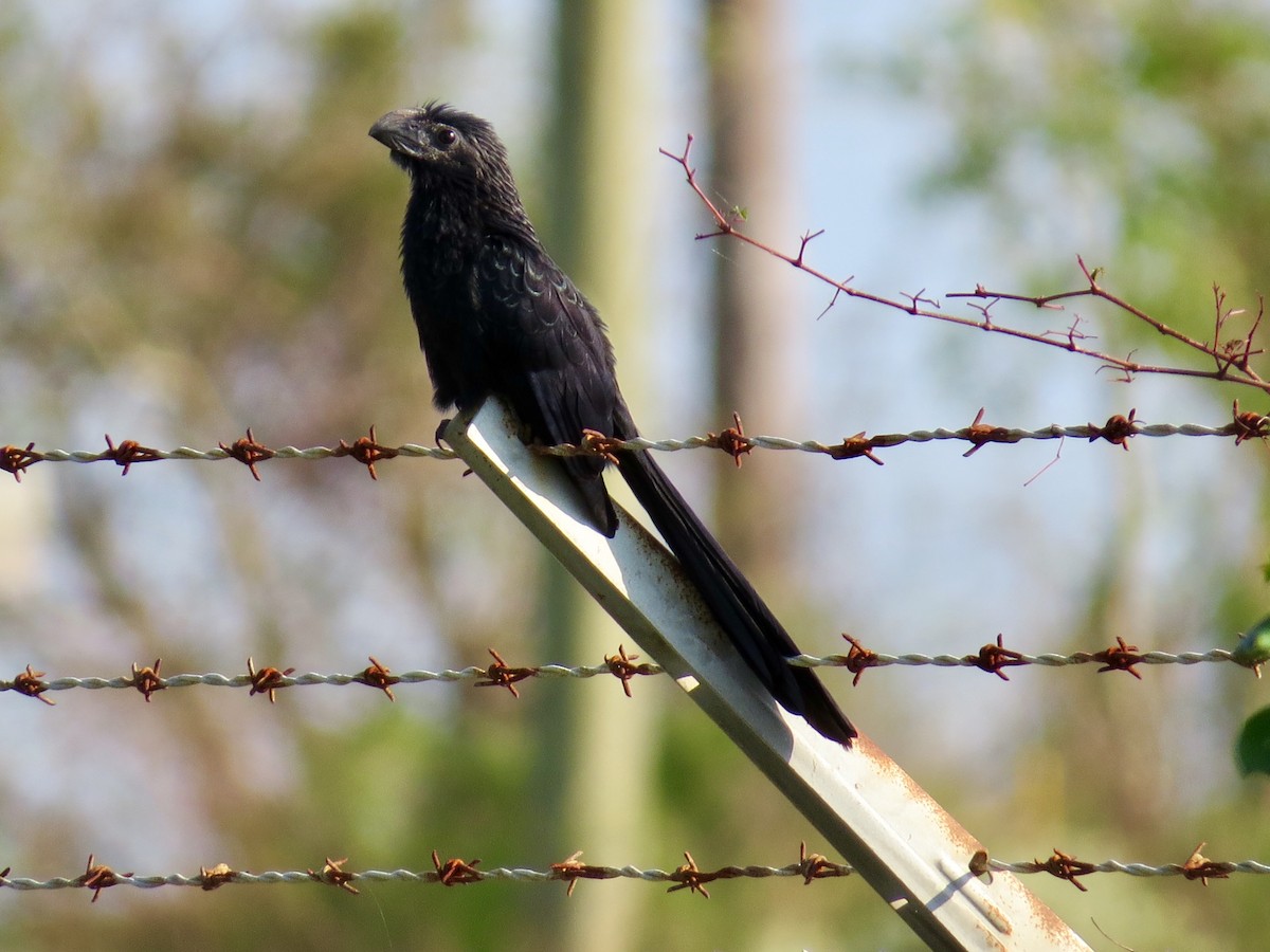 Groove-billed Ani - ML71709651