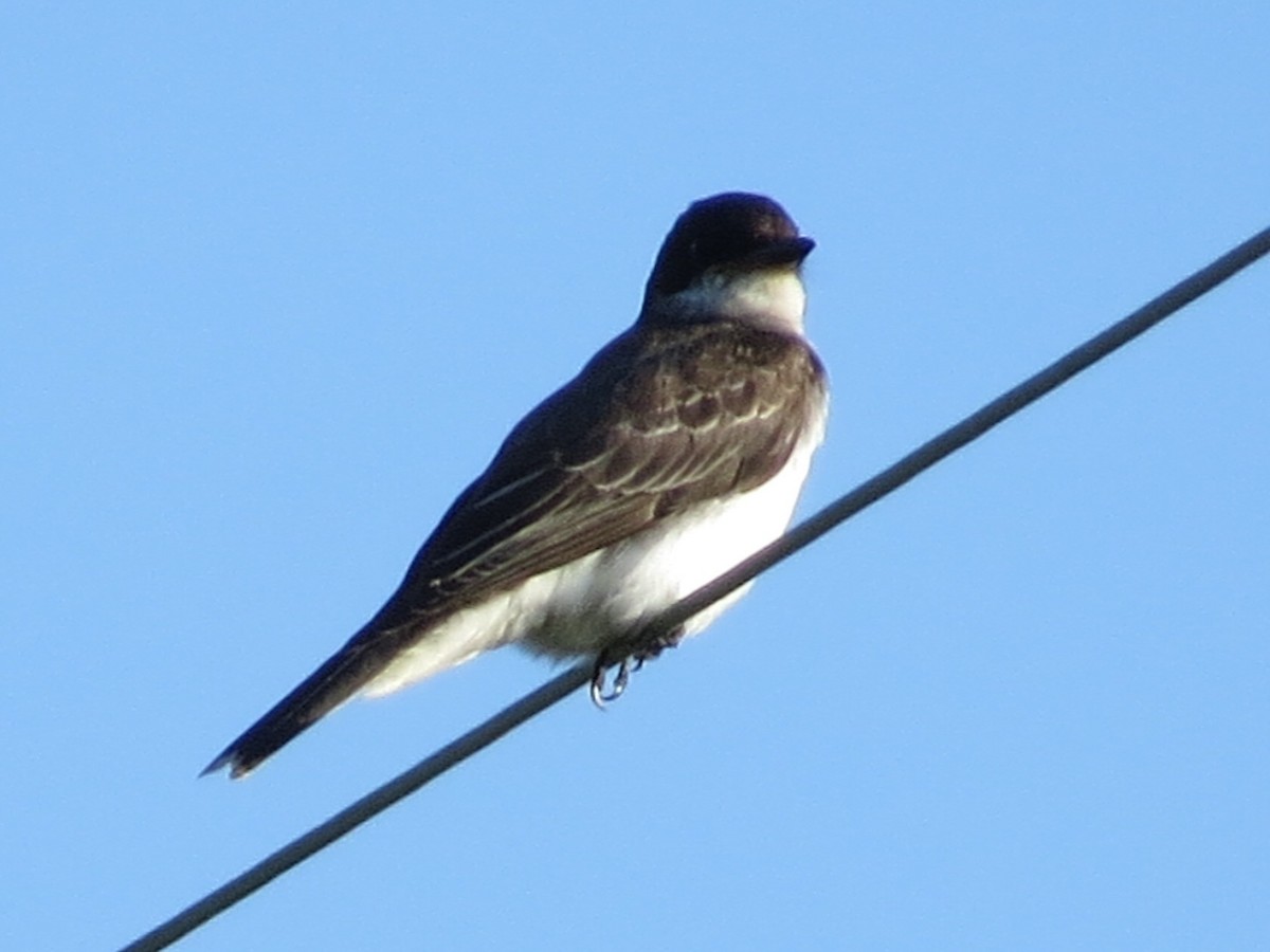 Eastern Kingbird - ML71709681