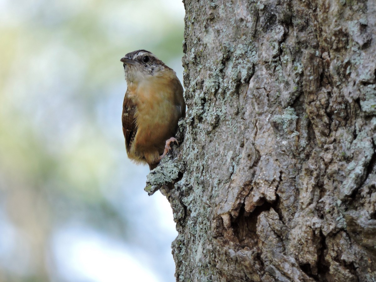 Carolina Wren - ML71709691