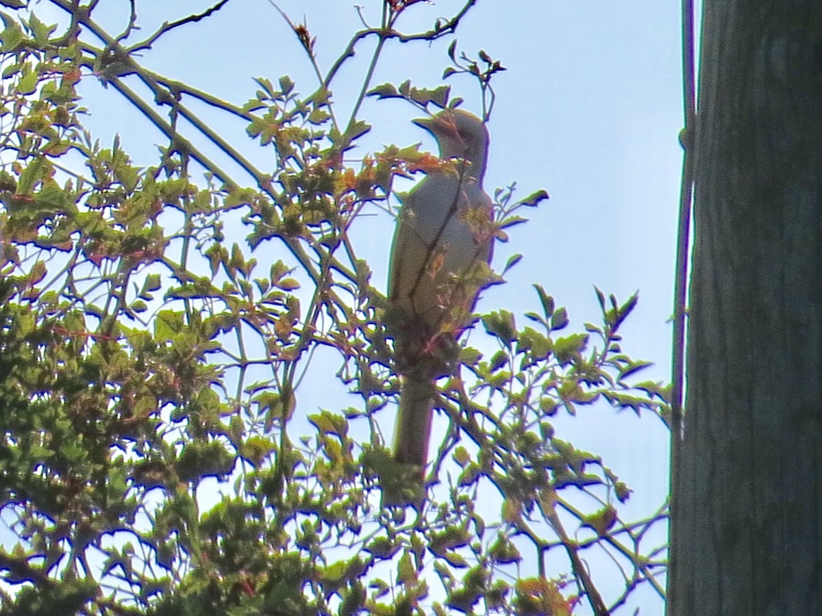 Scissor-tailed Flycatcher - ML71709771